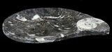 Teardrop Fossil Goniatite Dish - Stoneware #62435-1